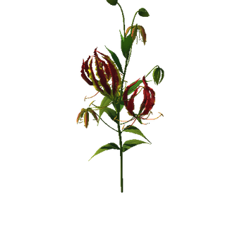 Flower Gloriosa4_1